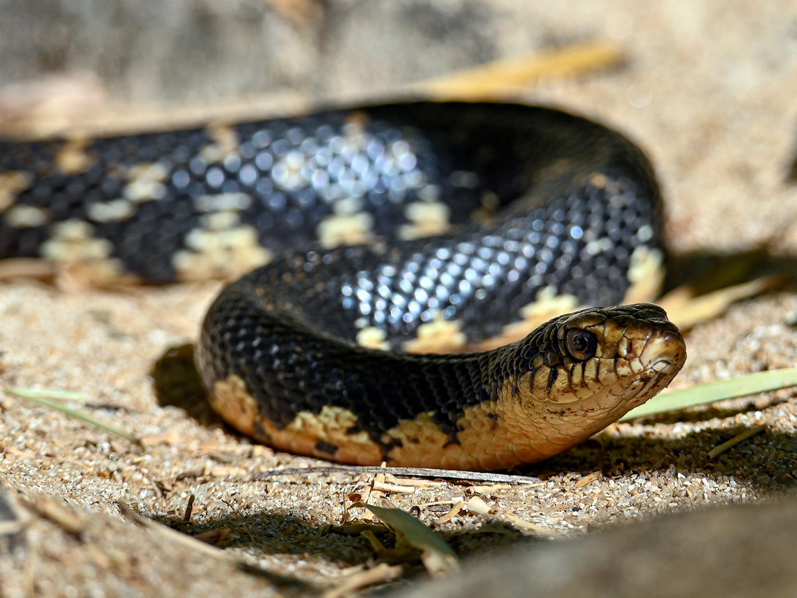 Madagascar Giant Hognose Snake