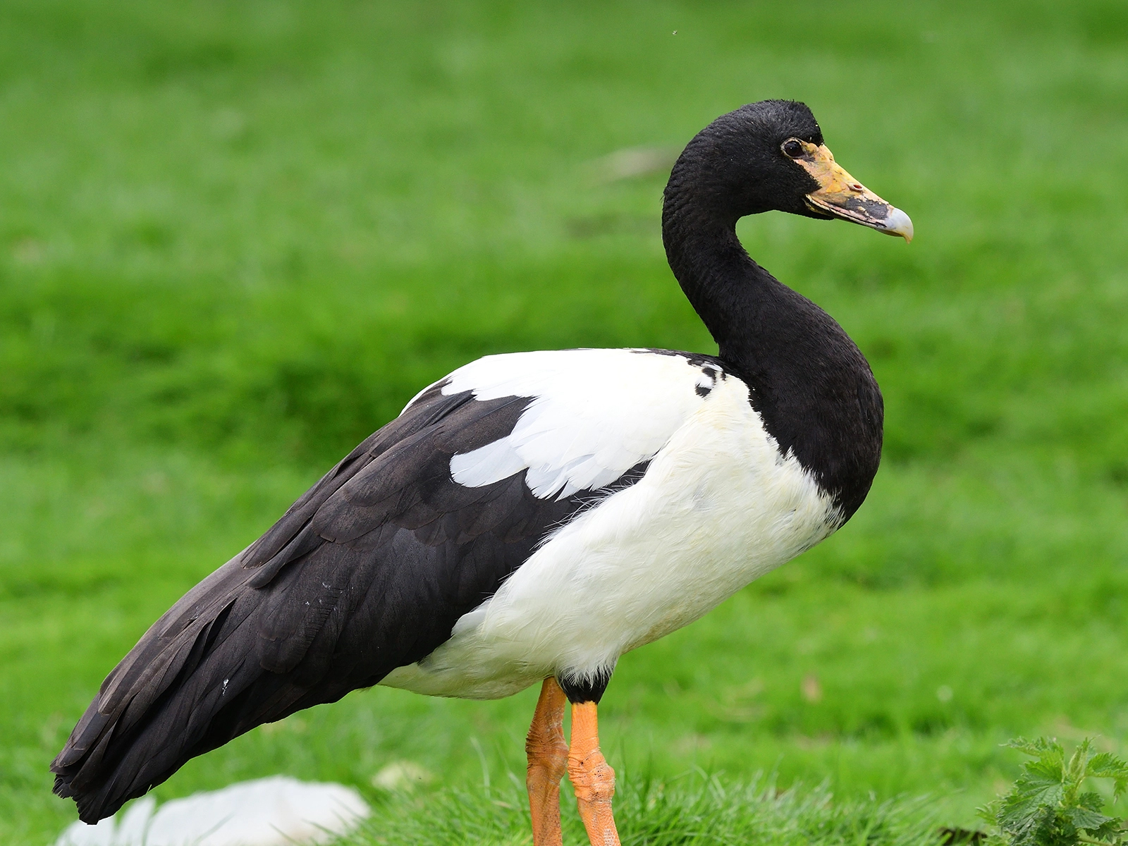 Magpie Goose