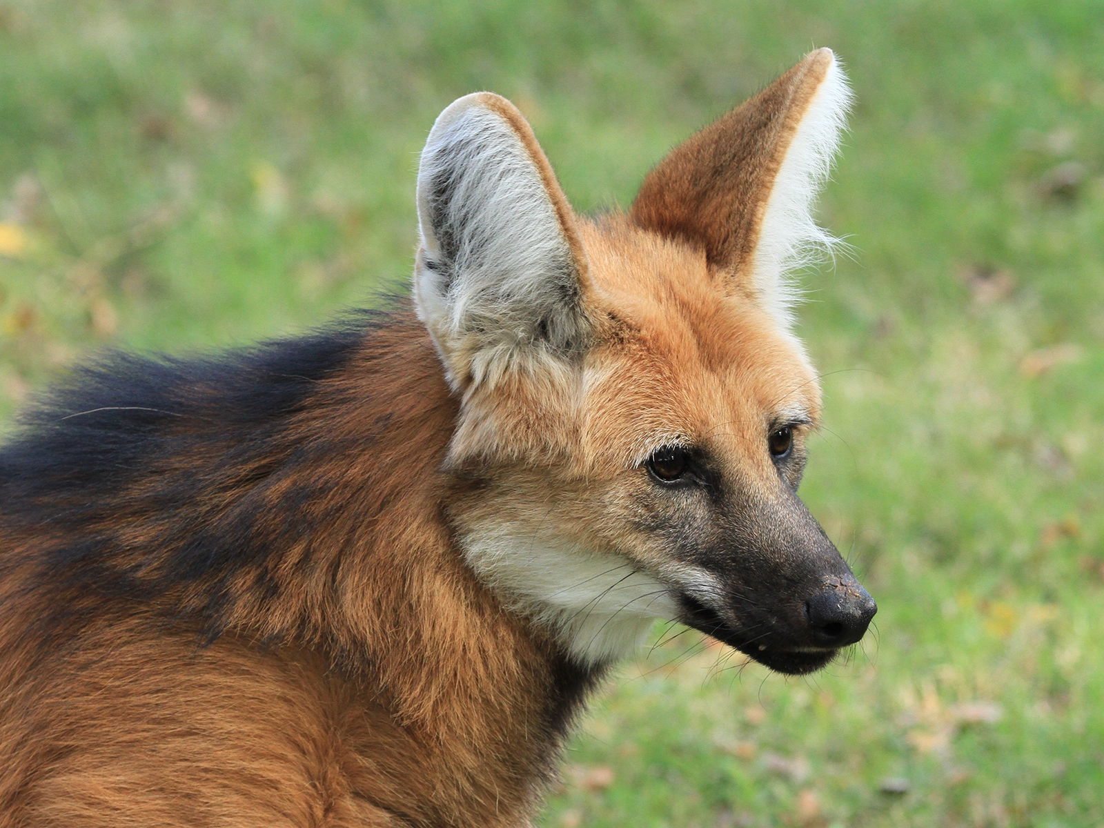 maned wolf