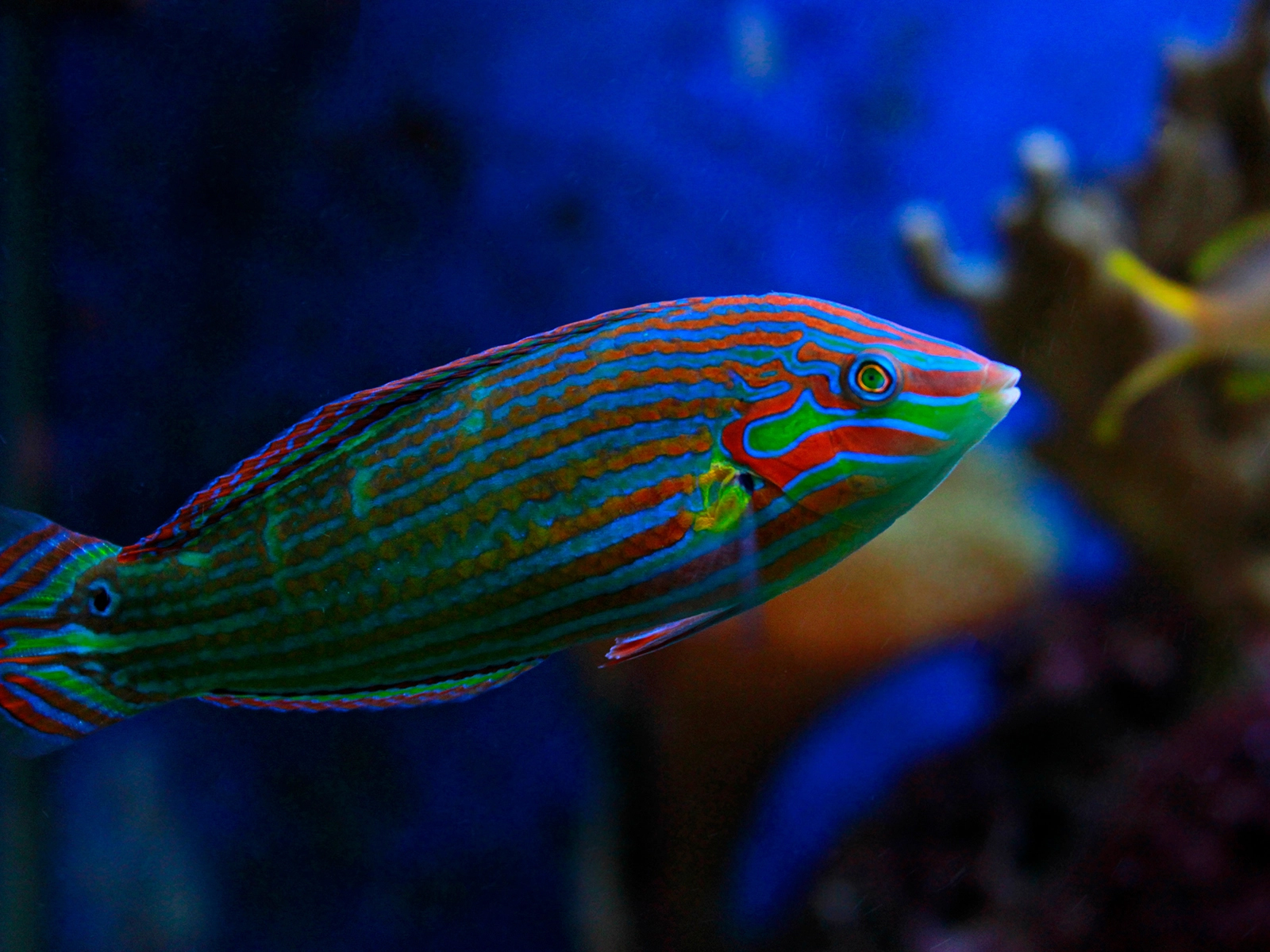 melanurus wrasse