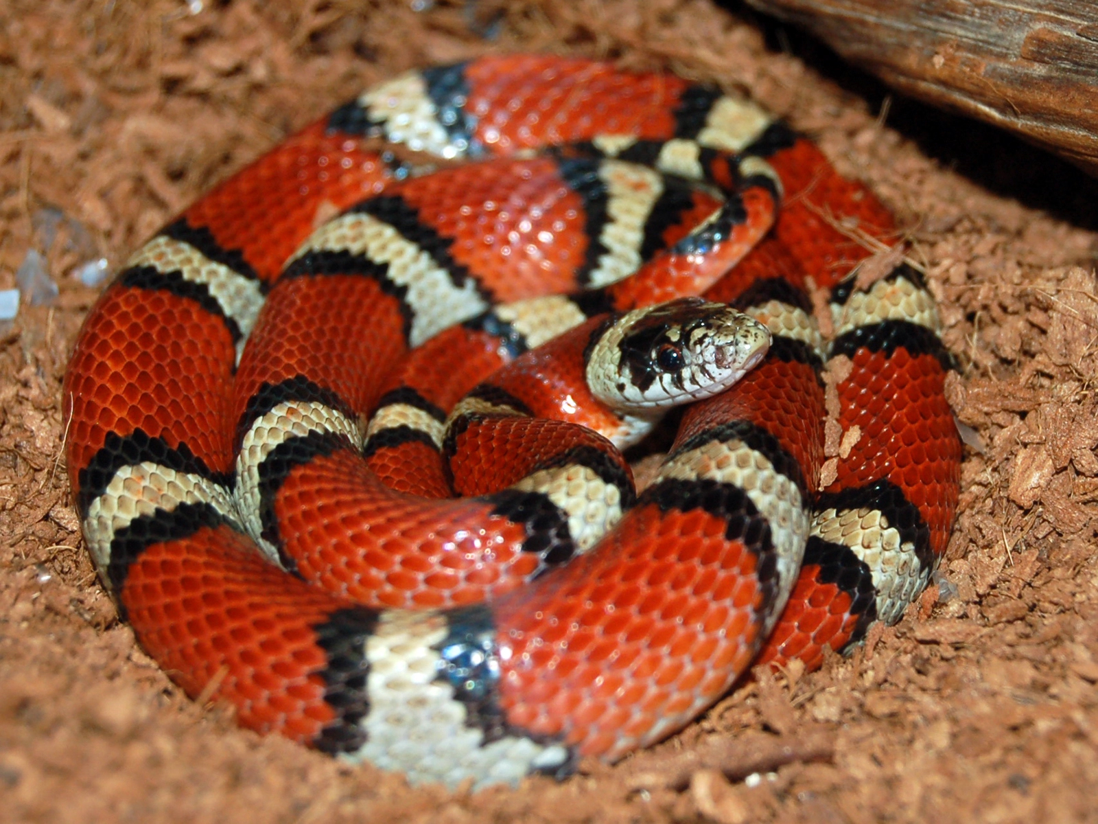 Milksnake