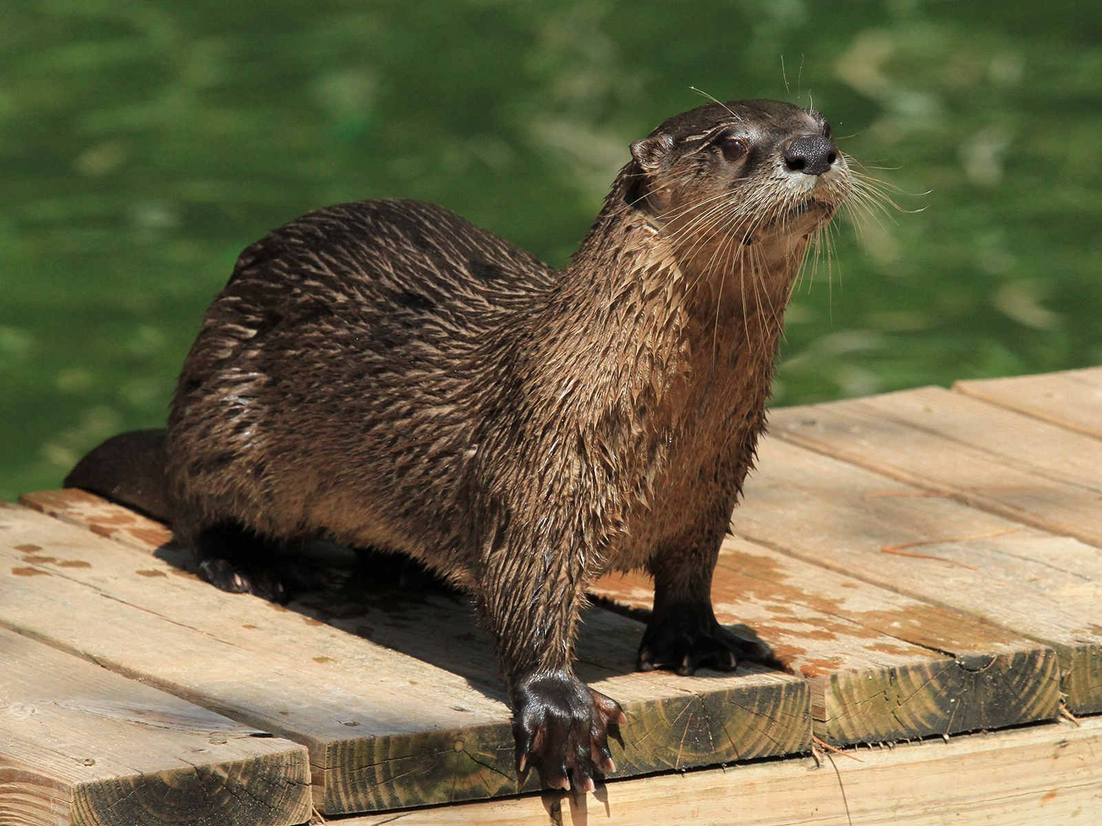 North American river otter