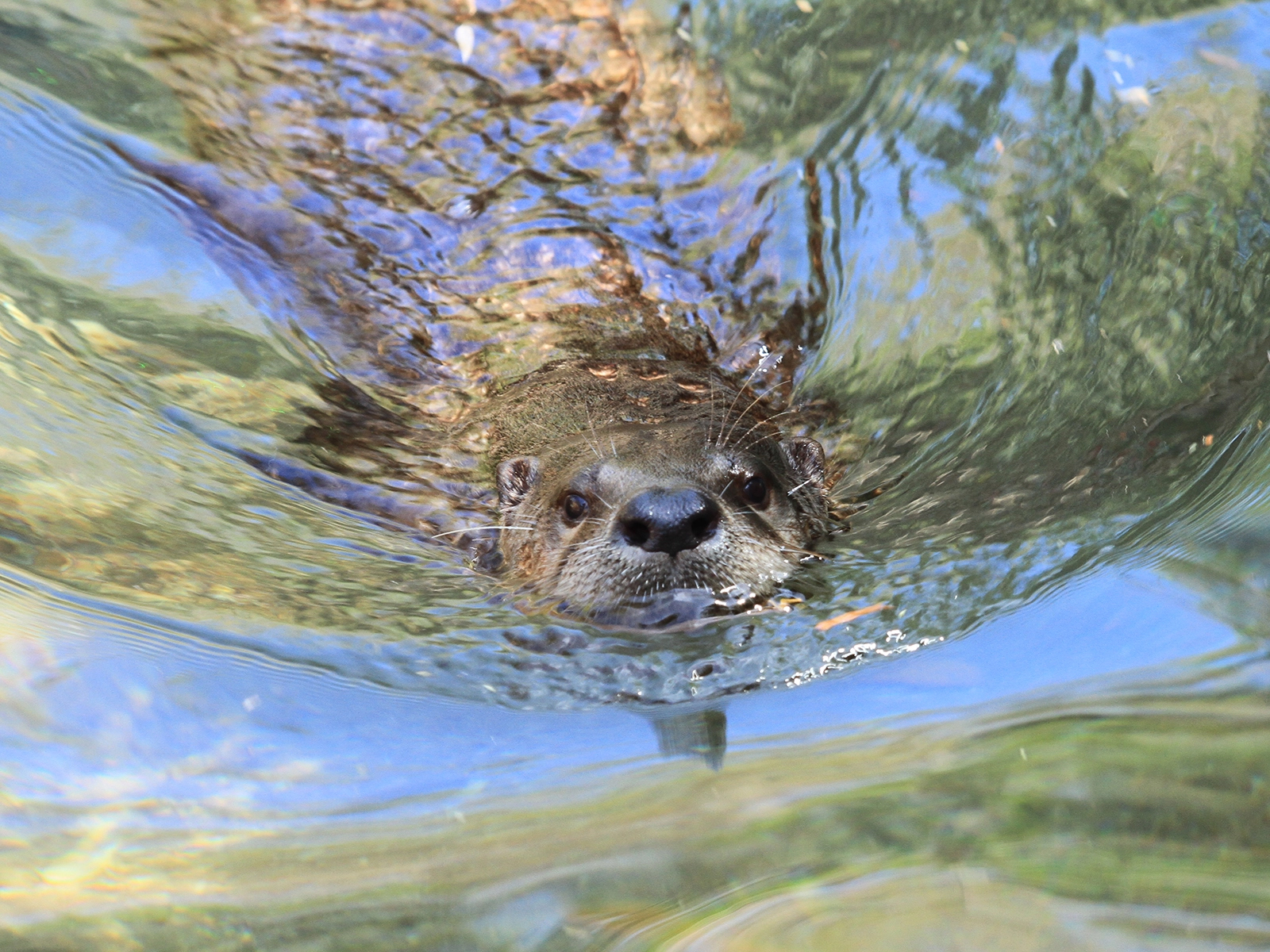 river otter swimming