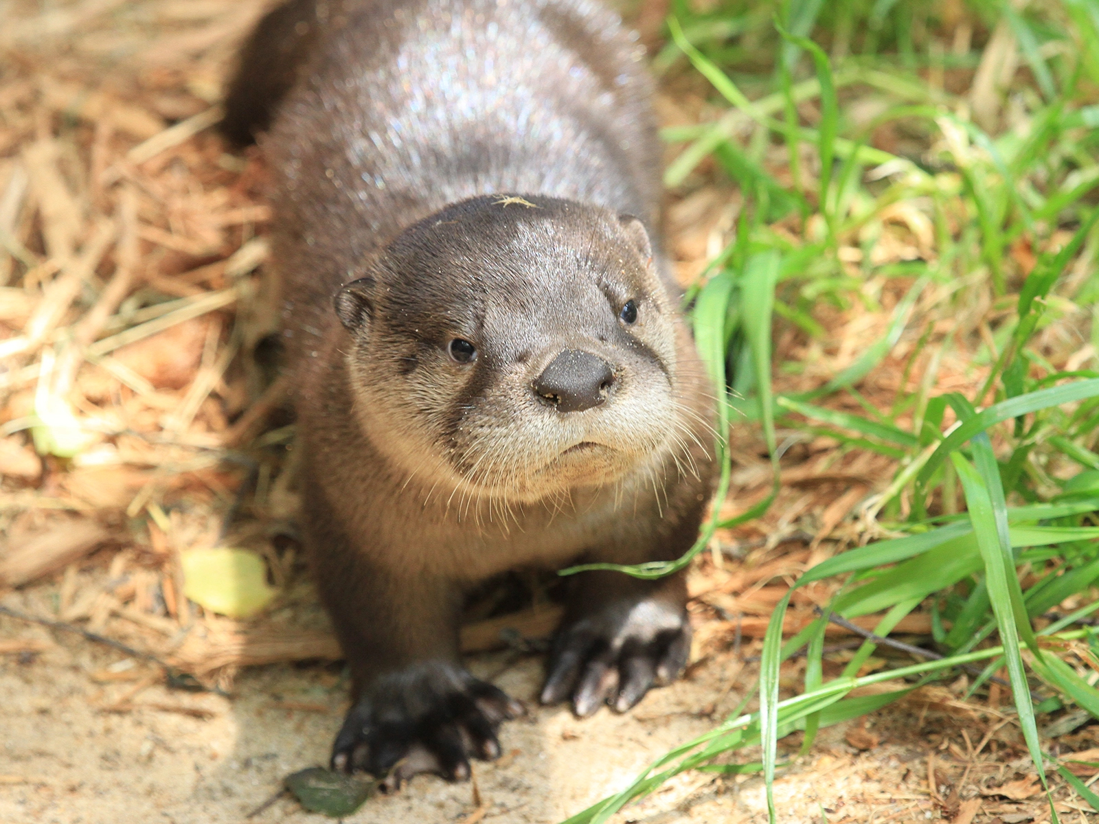 North American river otter pup