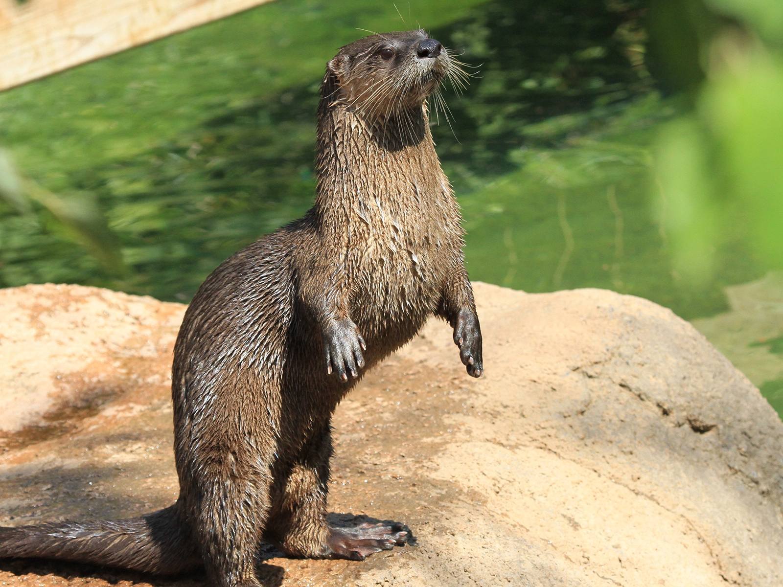 North American river otter standing on land