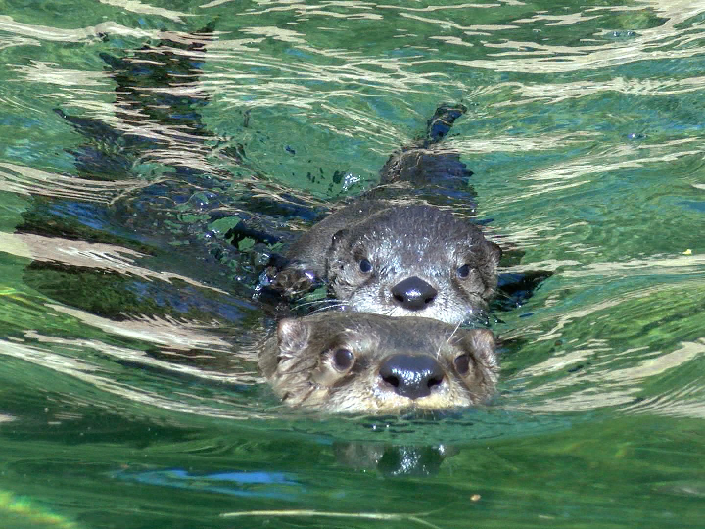 North American river otter mother swimming with pup