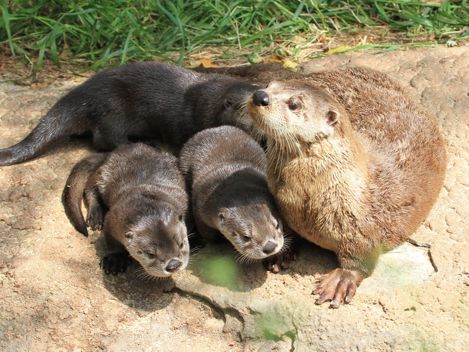 mother North American river otter with pups