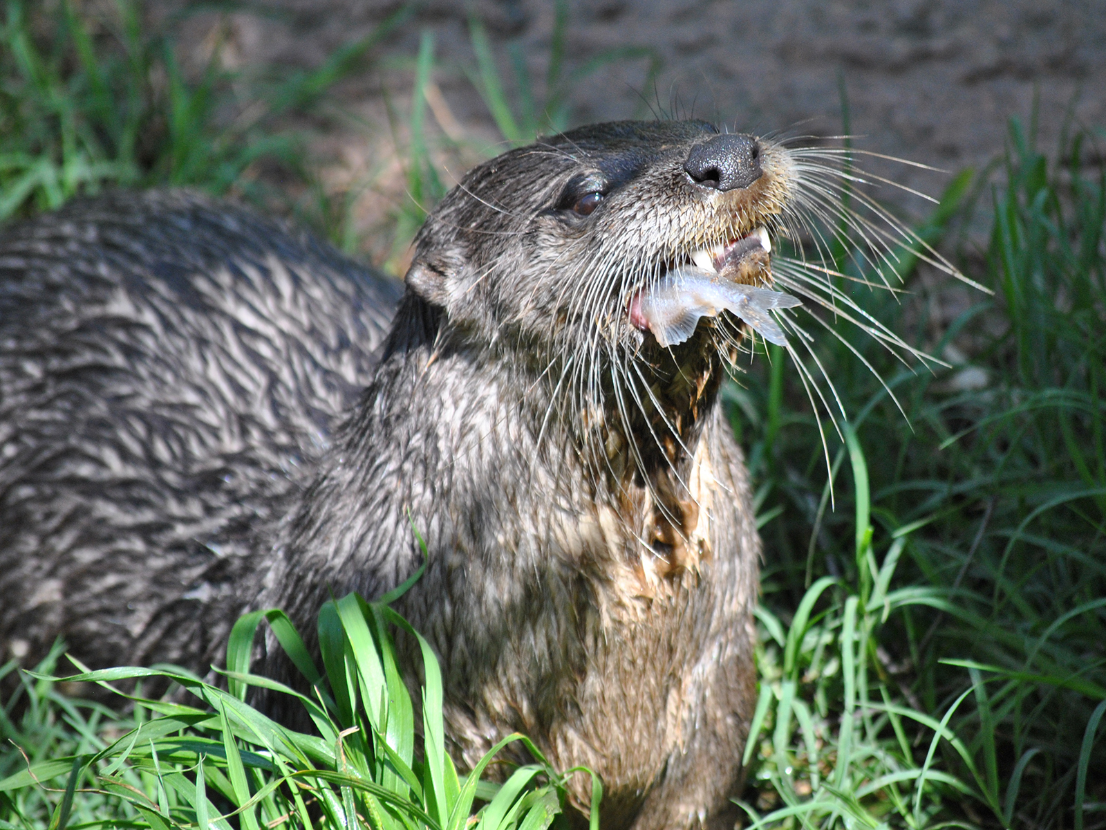 North American river otter eatign a fish