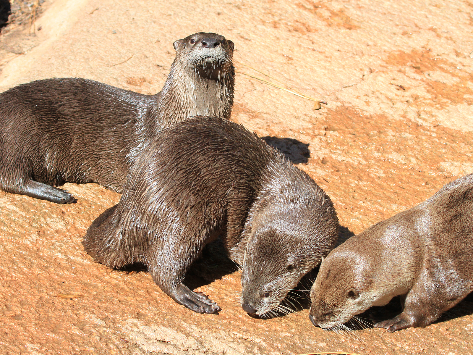 North American river otters