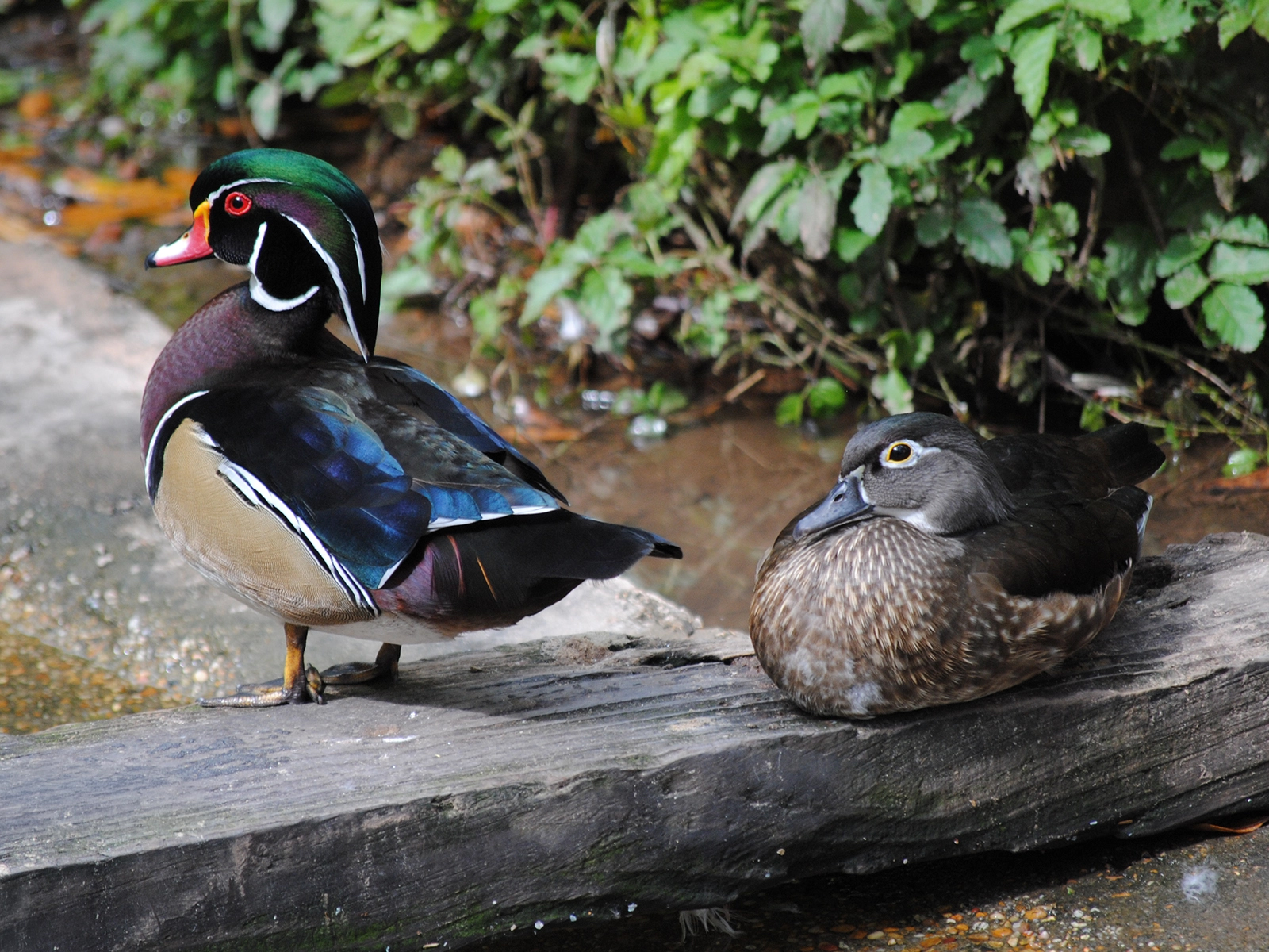 North American Wood Duck