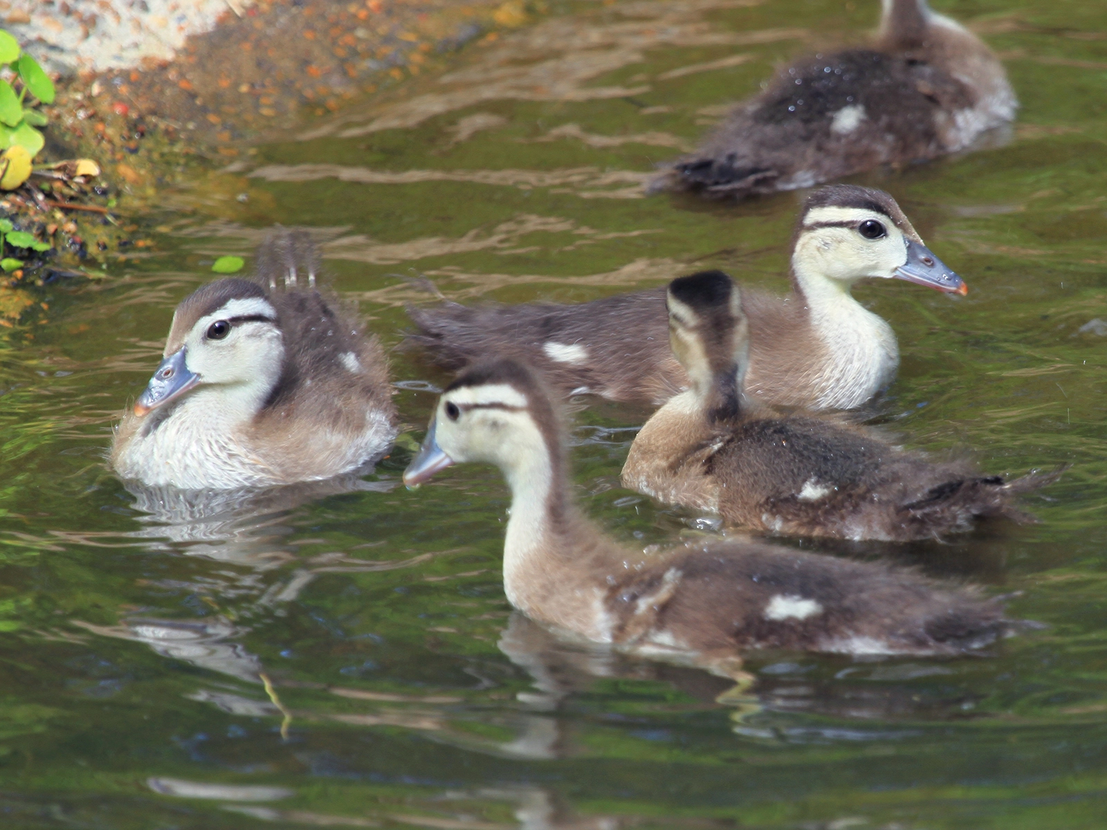 North American wood duck ducklings