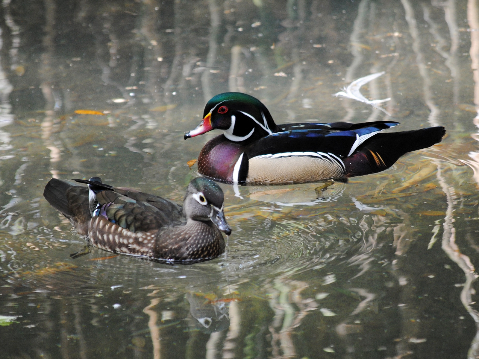 female and male North American wood ducks
