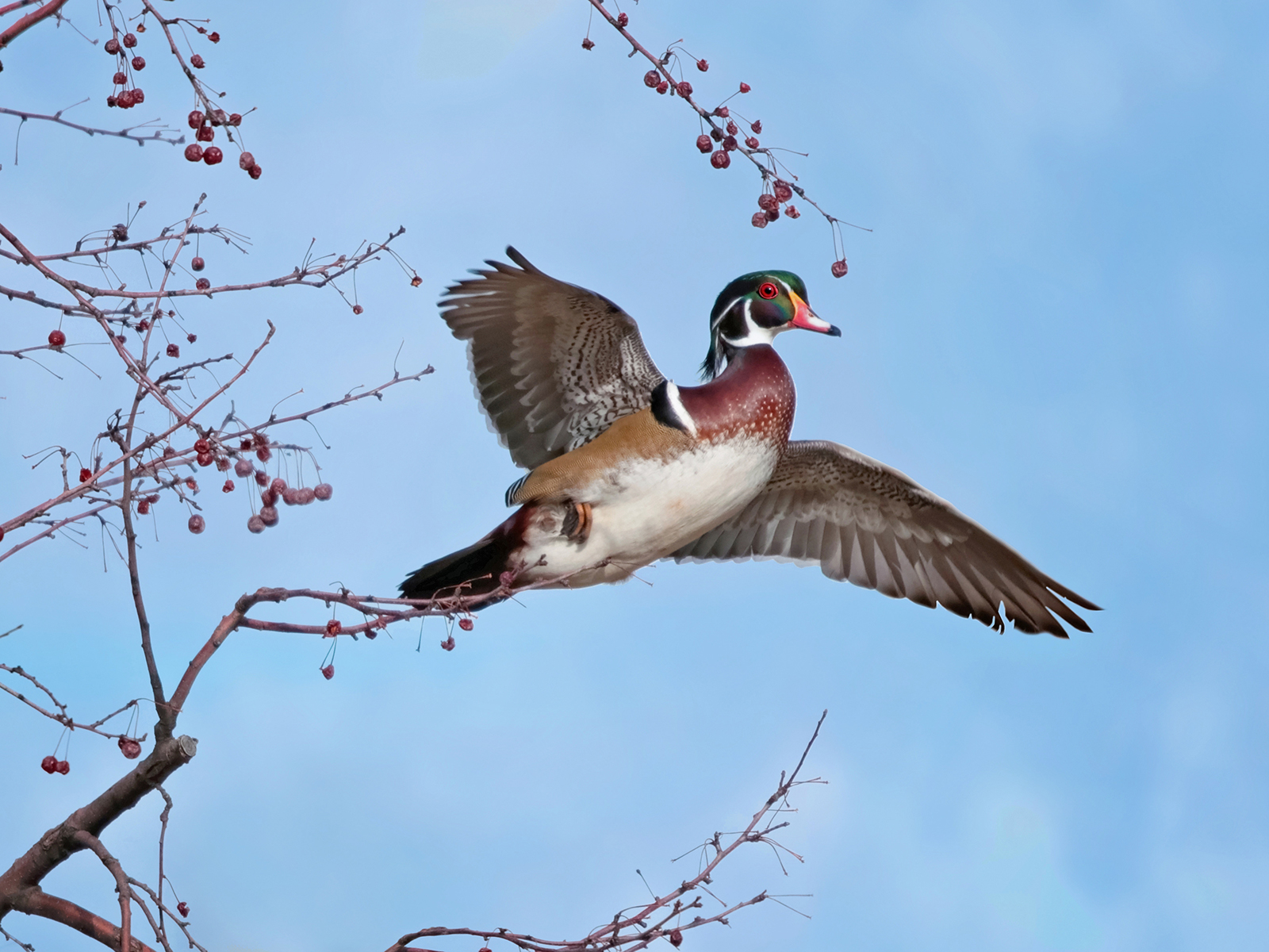 North American wood duck in flight