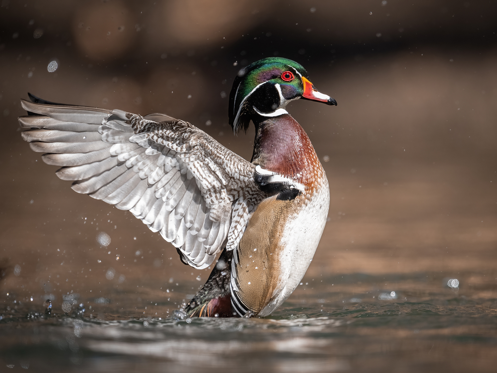 North American Wood Duck
