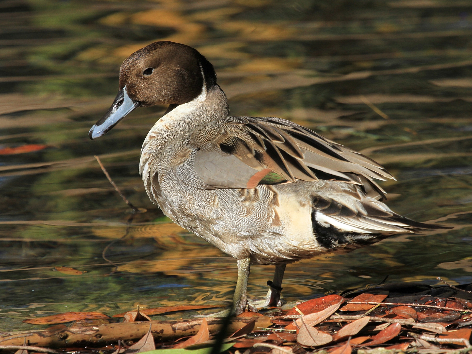 Northern Pintail