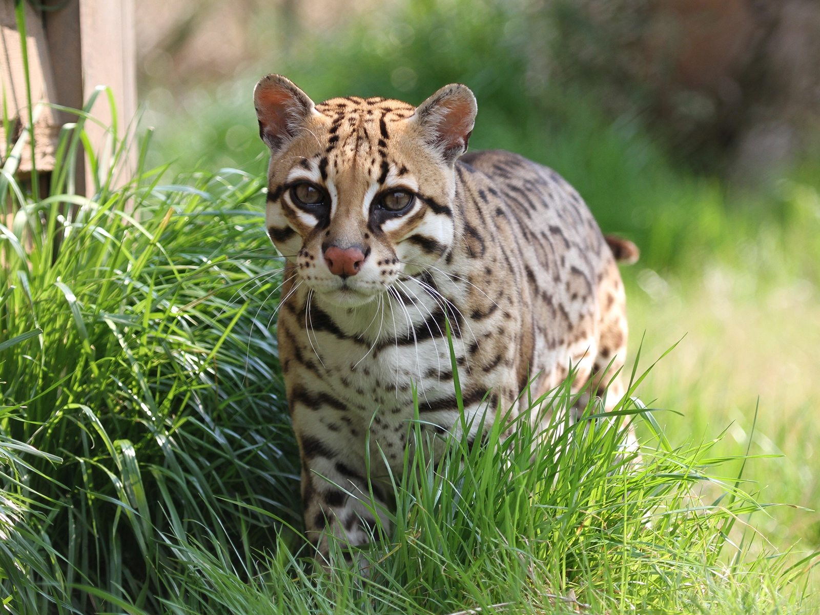 ocelot
