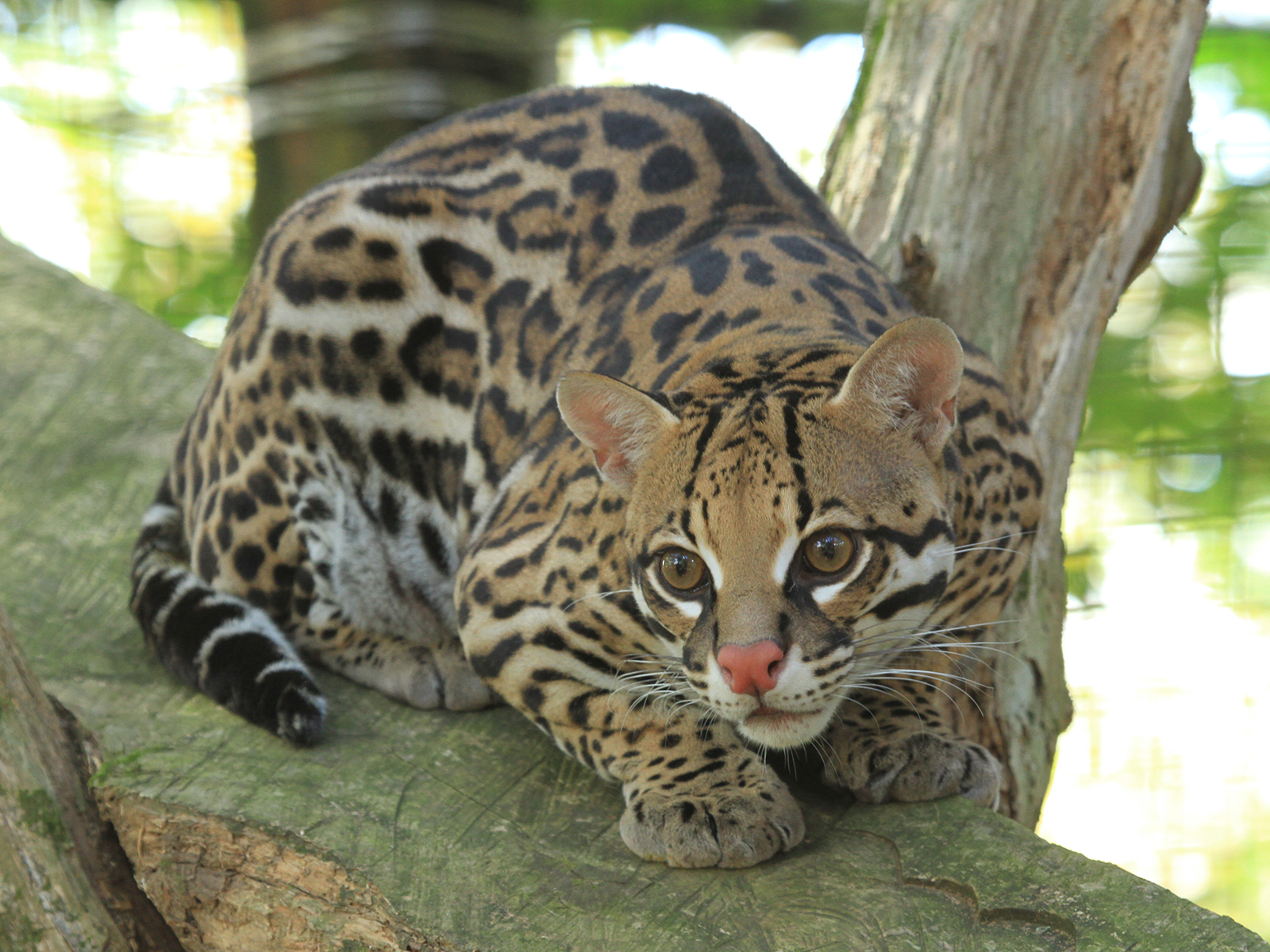 ocelot on limb