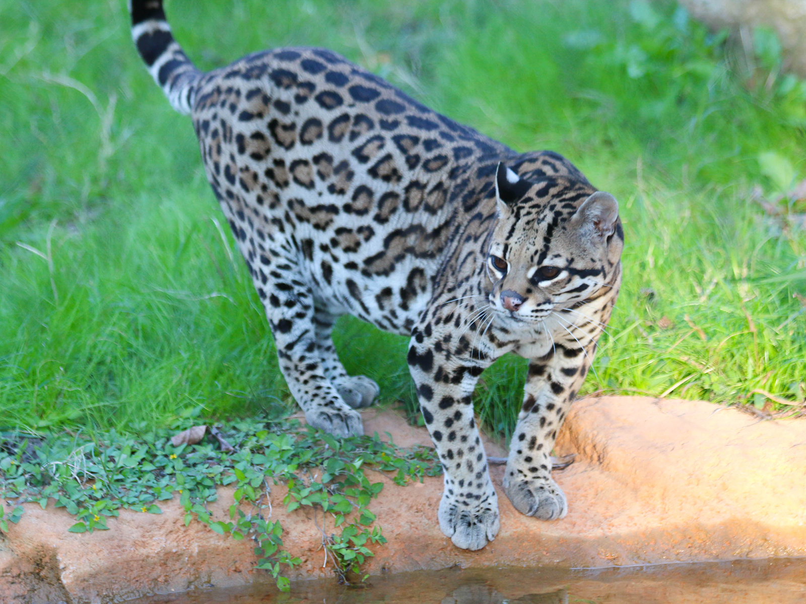 ocelot standing next to water