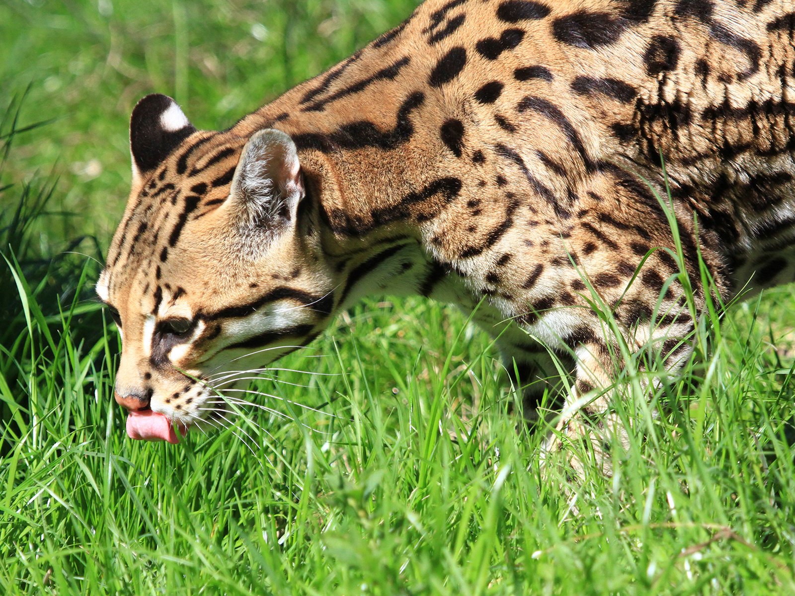 ocelot with tongue out