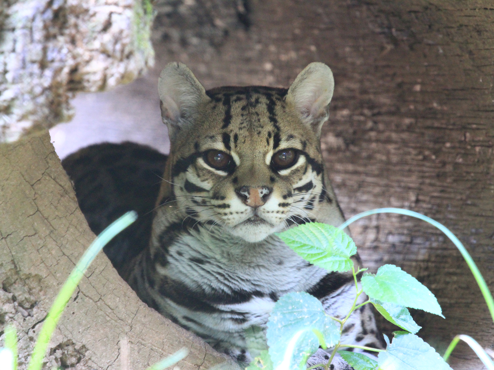 ocelot in hollow log