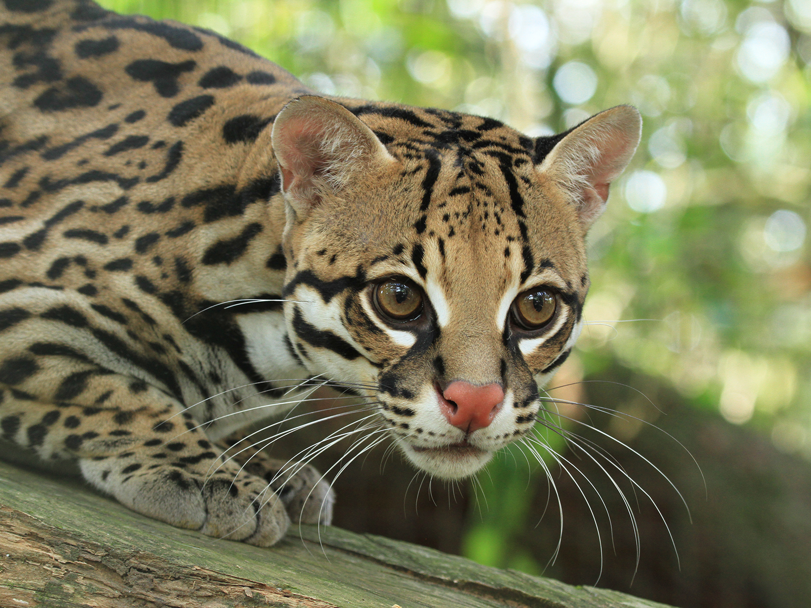 ocelot close up on limb