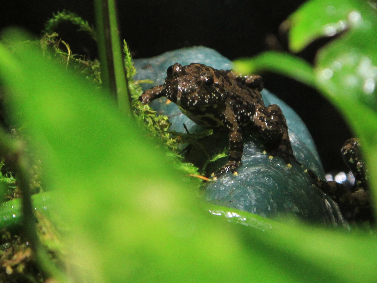 Oriental Fire-bellied Toad