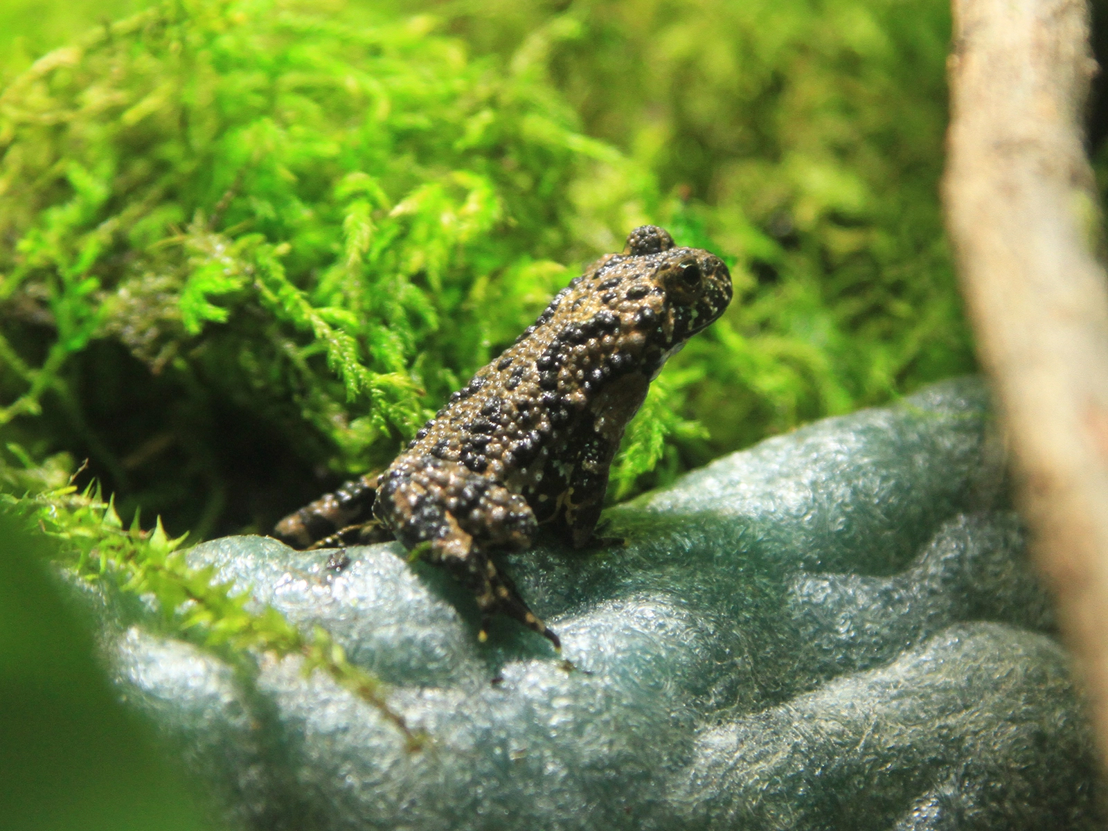 oriental fire-bellied toad