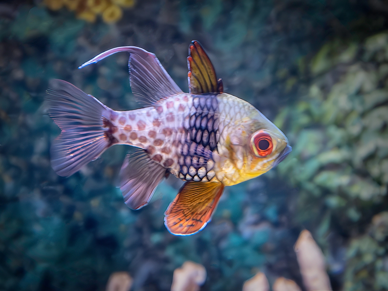 pajama cardinalfish