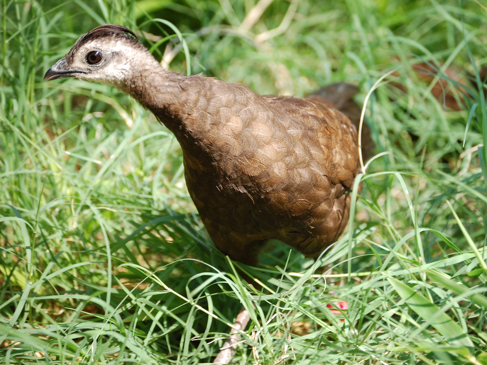 female Palawan peacock pheasant