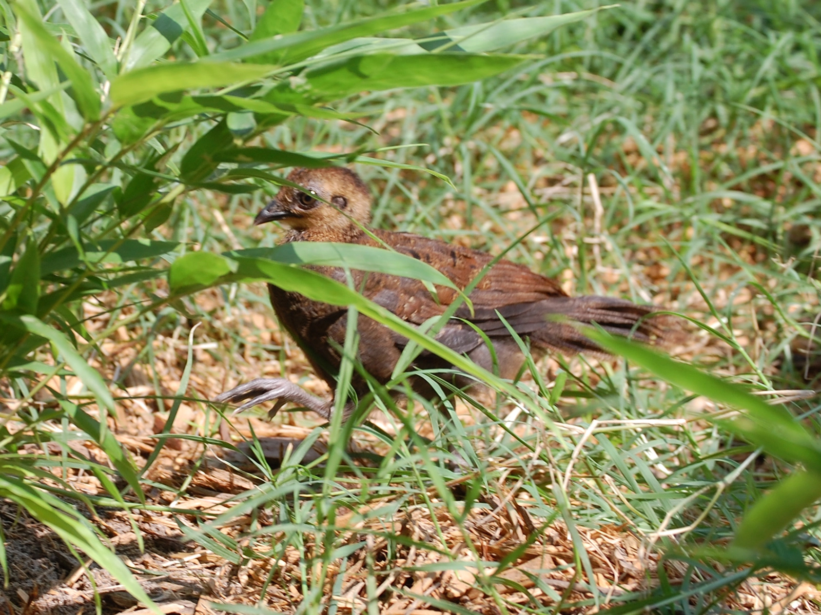 Palawan peacock pheasant chick