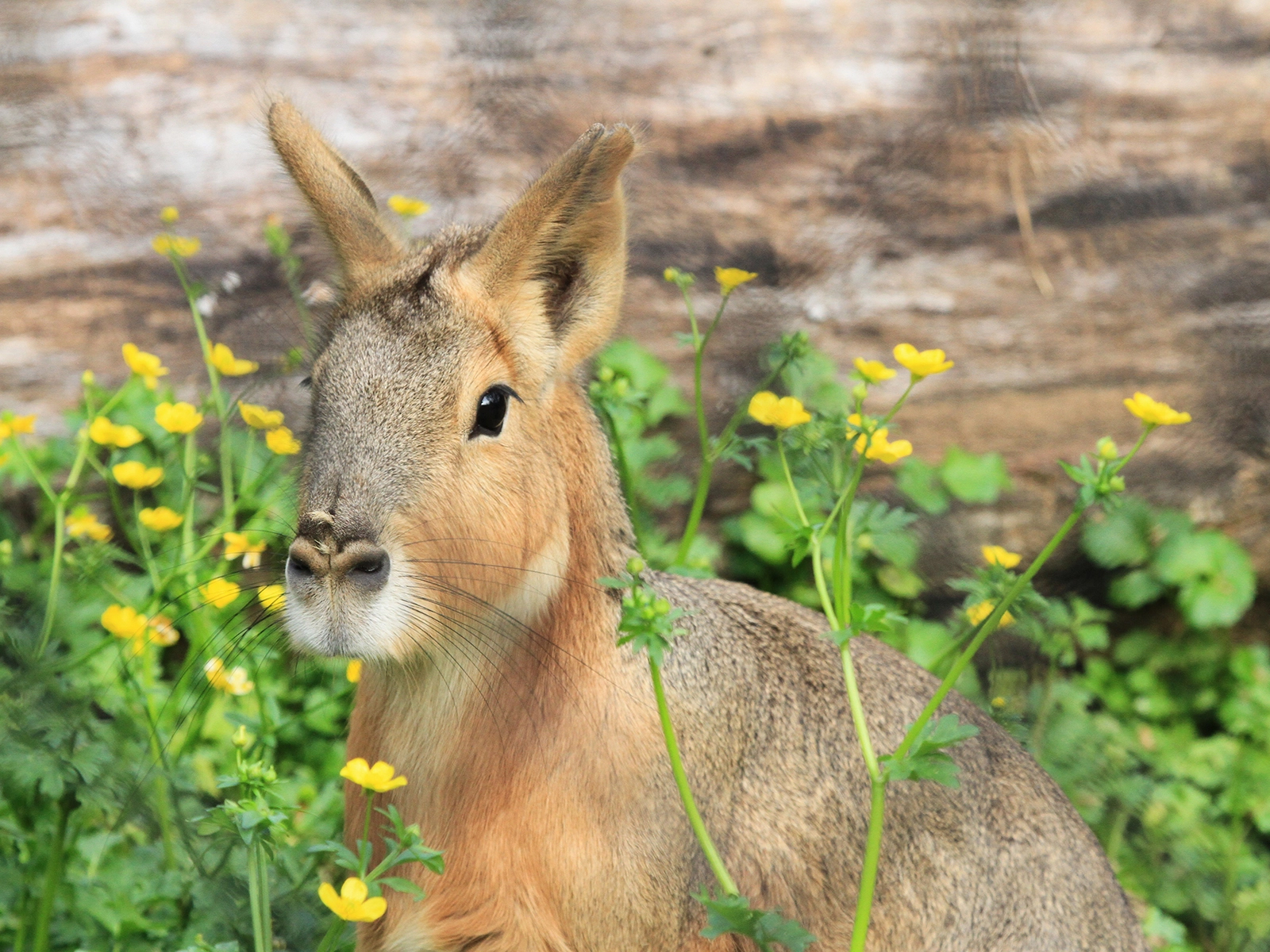 Patagonian cavy