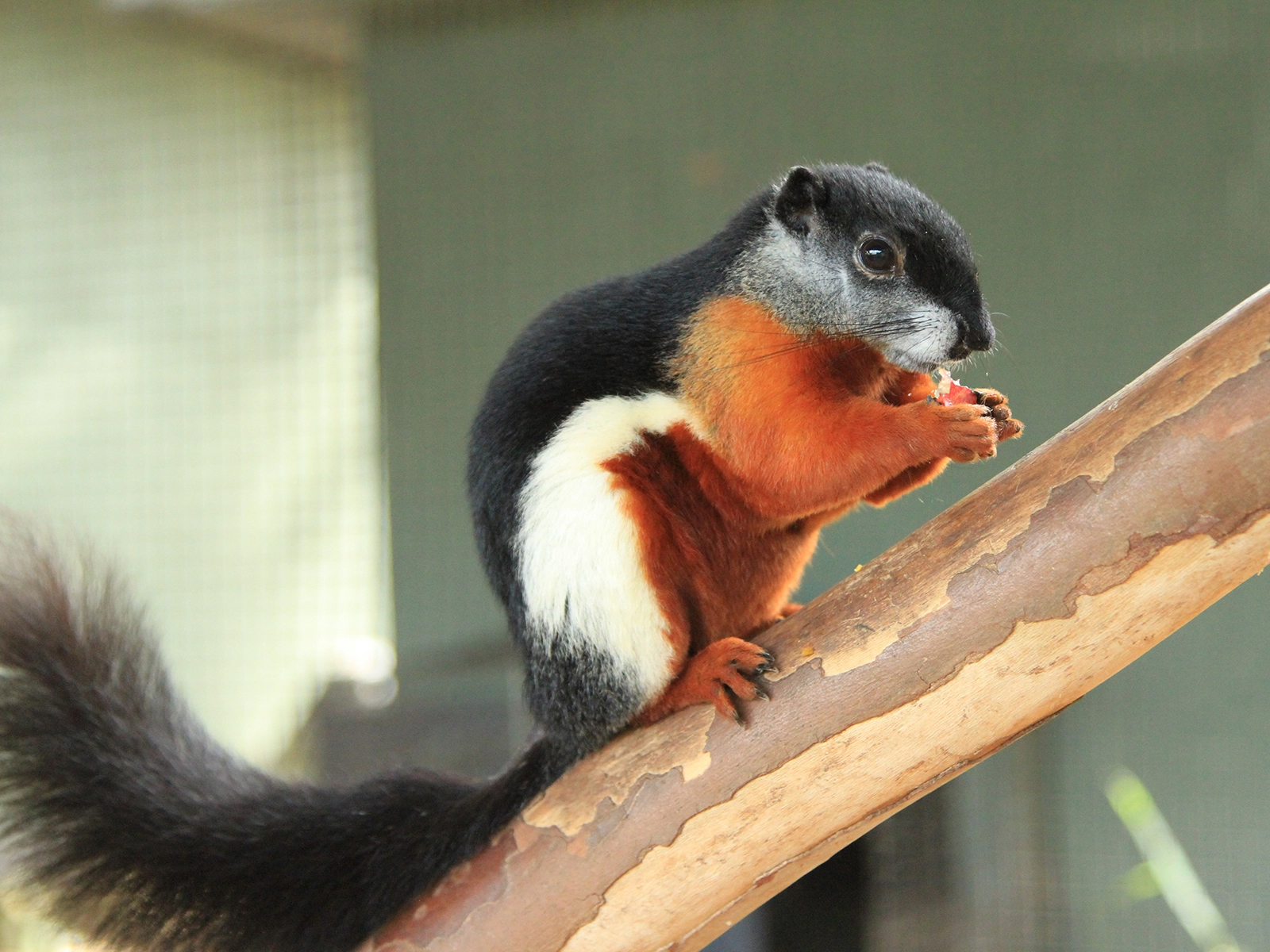 Prevost's squirrel