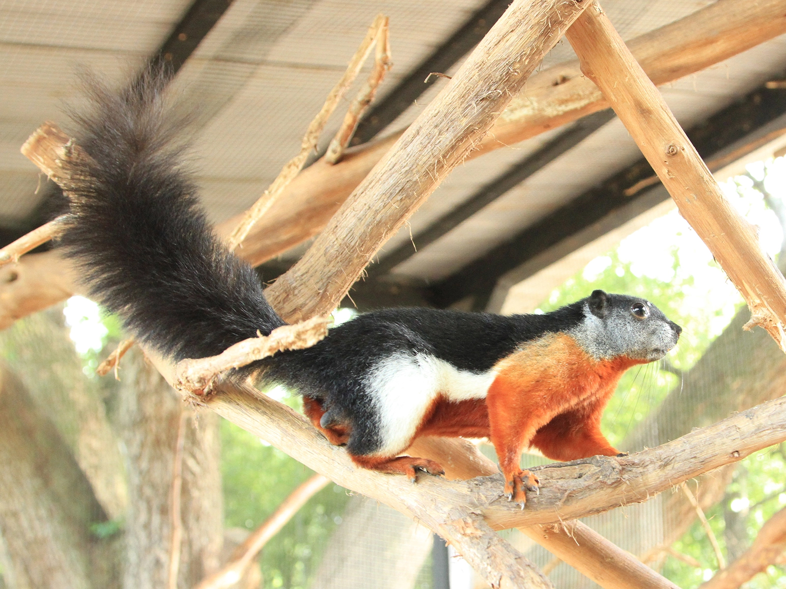 Prevost's squirrel on limb
