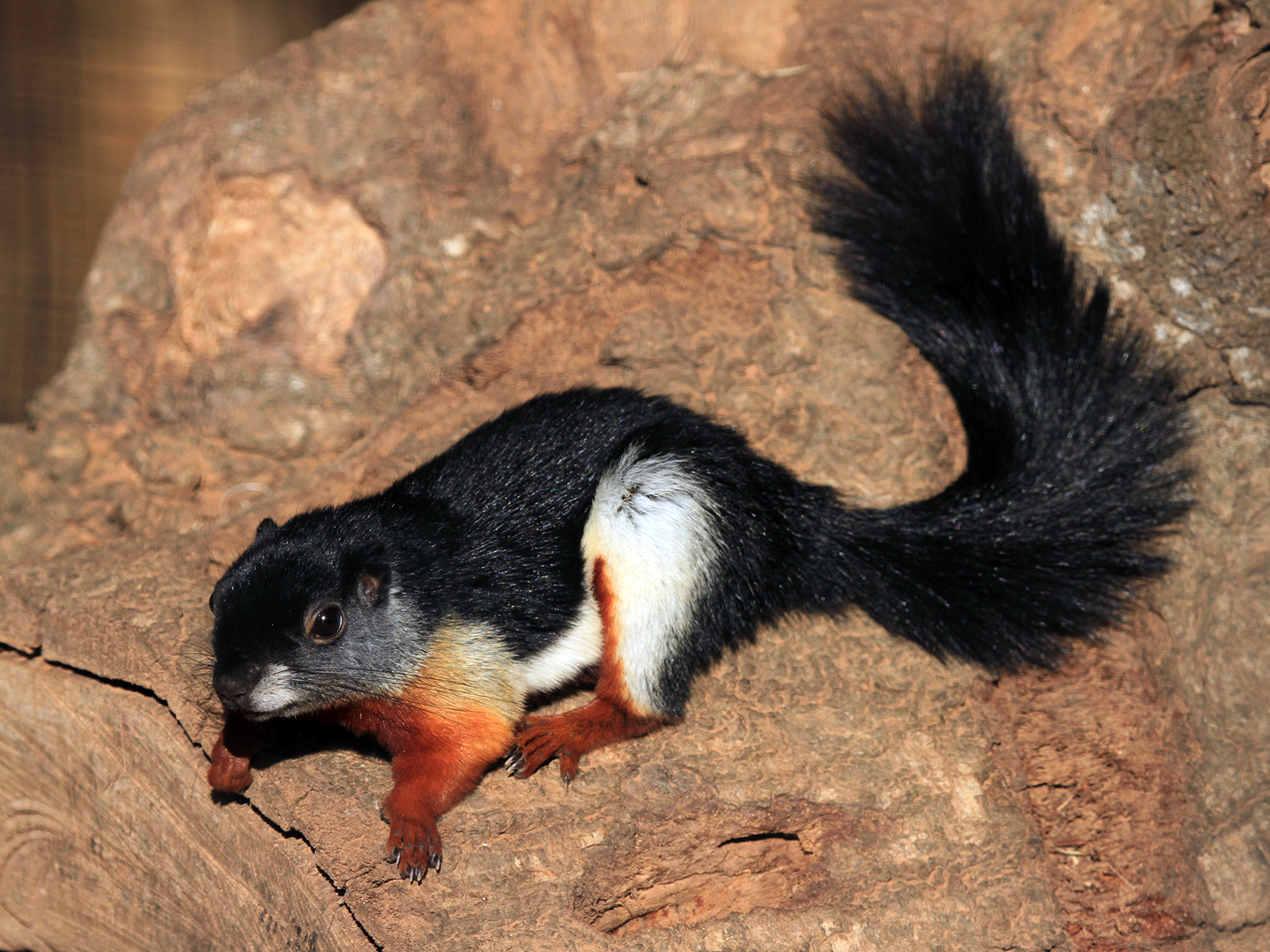 Prevost's squirrel on tree log