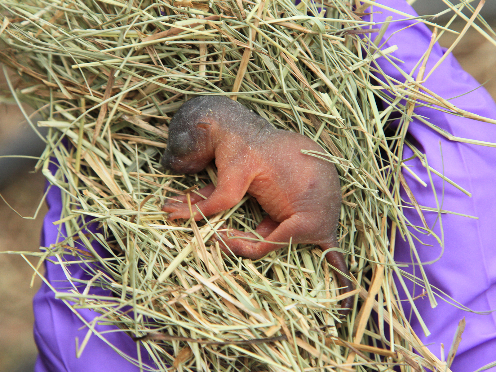 Prevost's squirrel infant