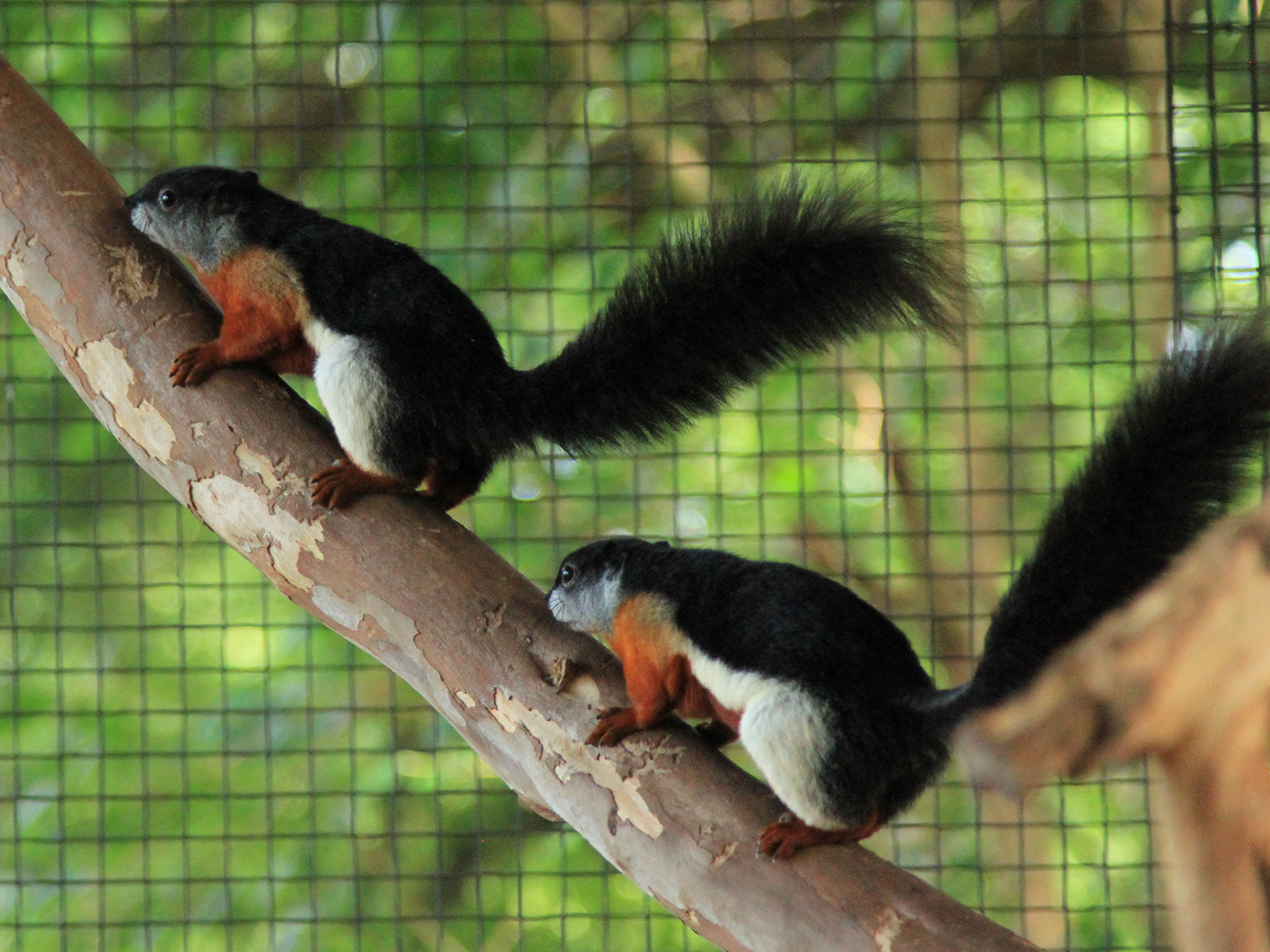 Prevost's squirrels on limb