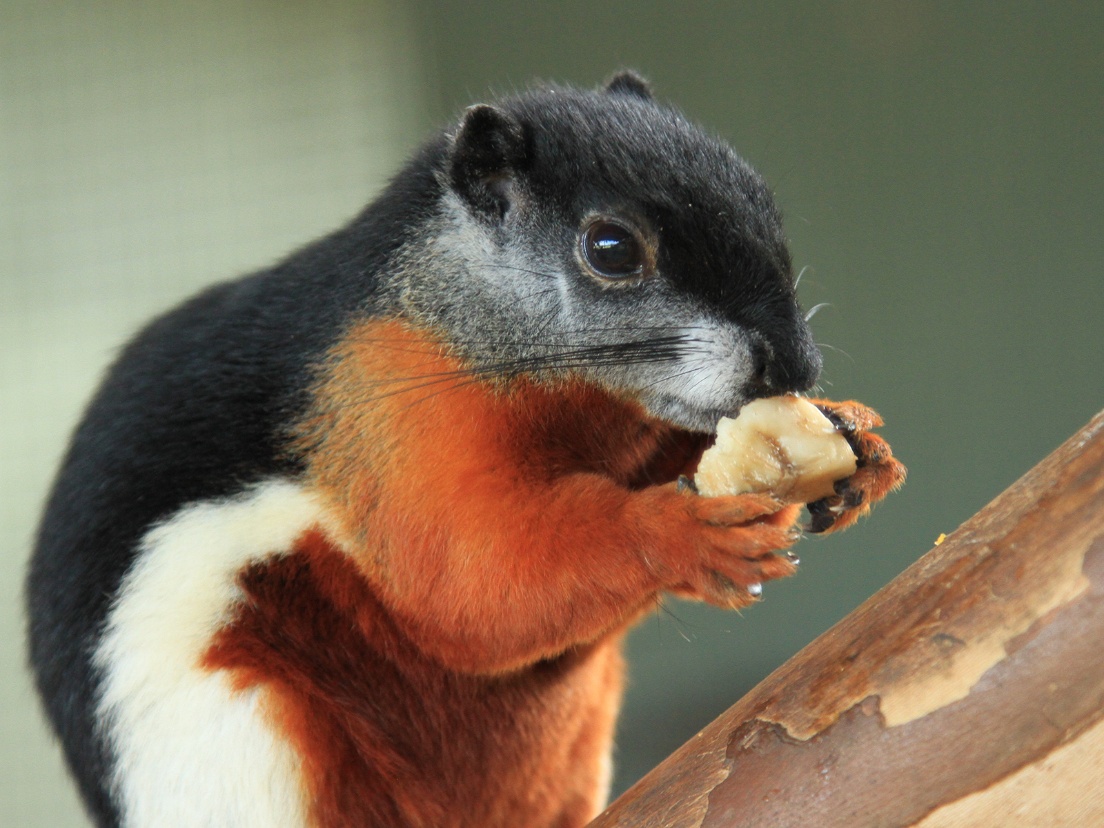 Prevost's squirrel eating