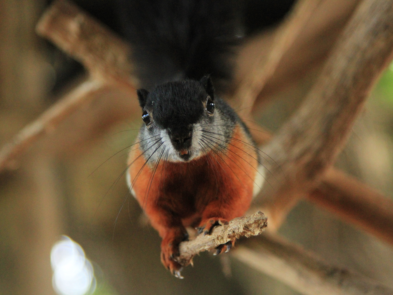 Prevost's squirrel on limb
