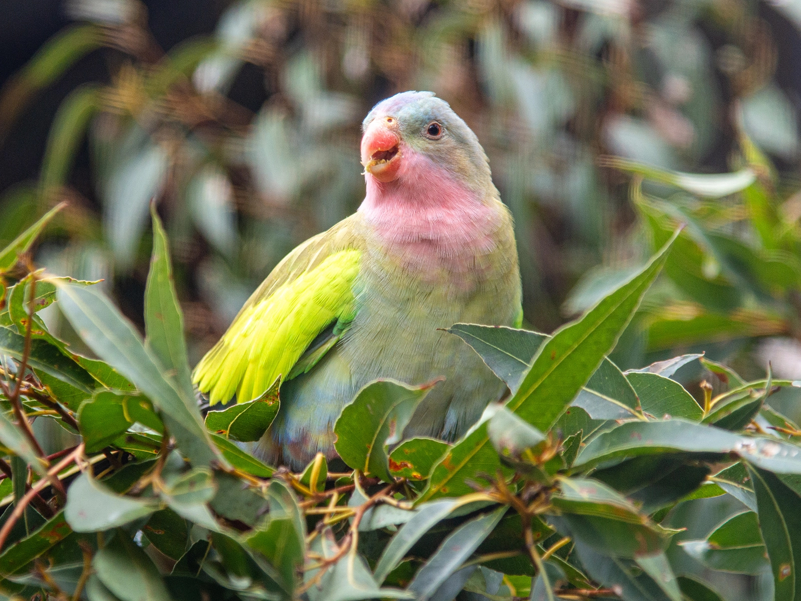 Princess Parrot