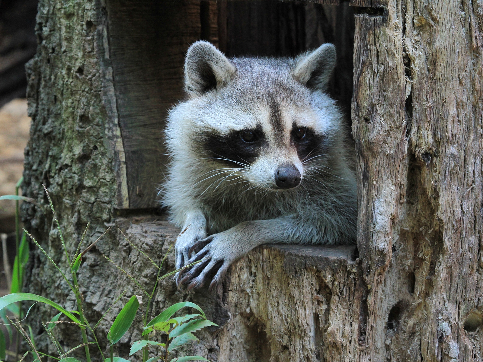 raccoon
