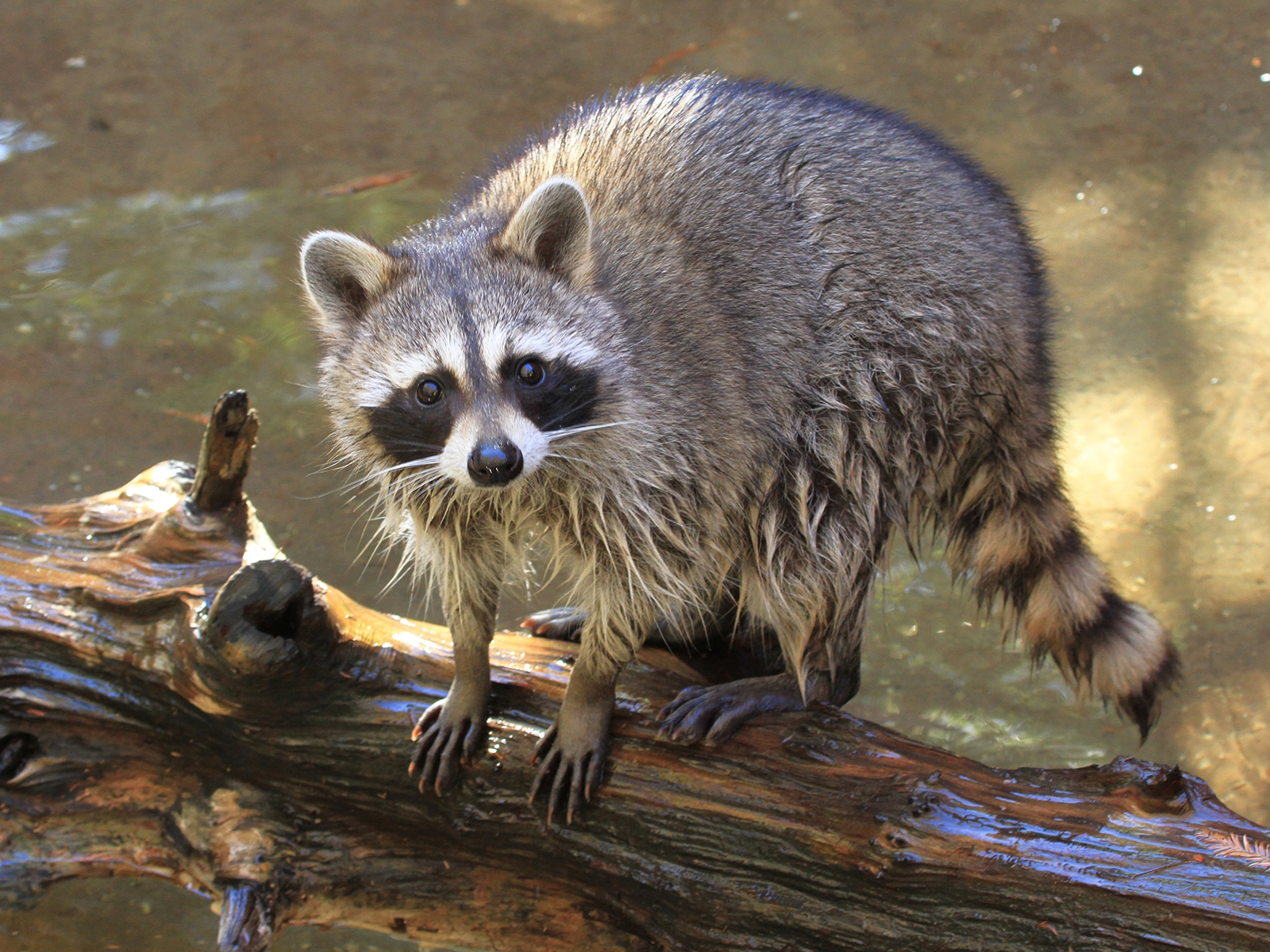 raccoon on log in water