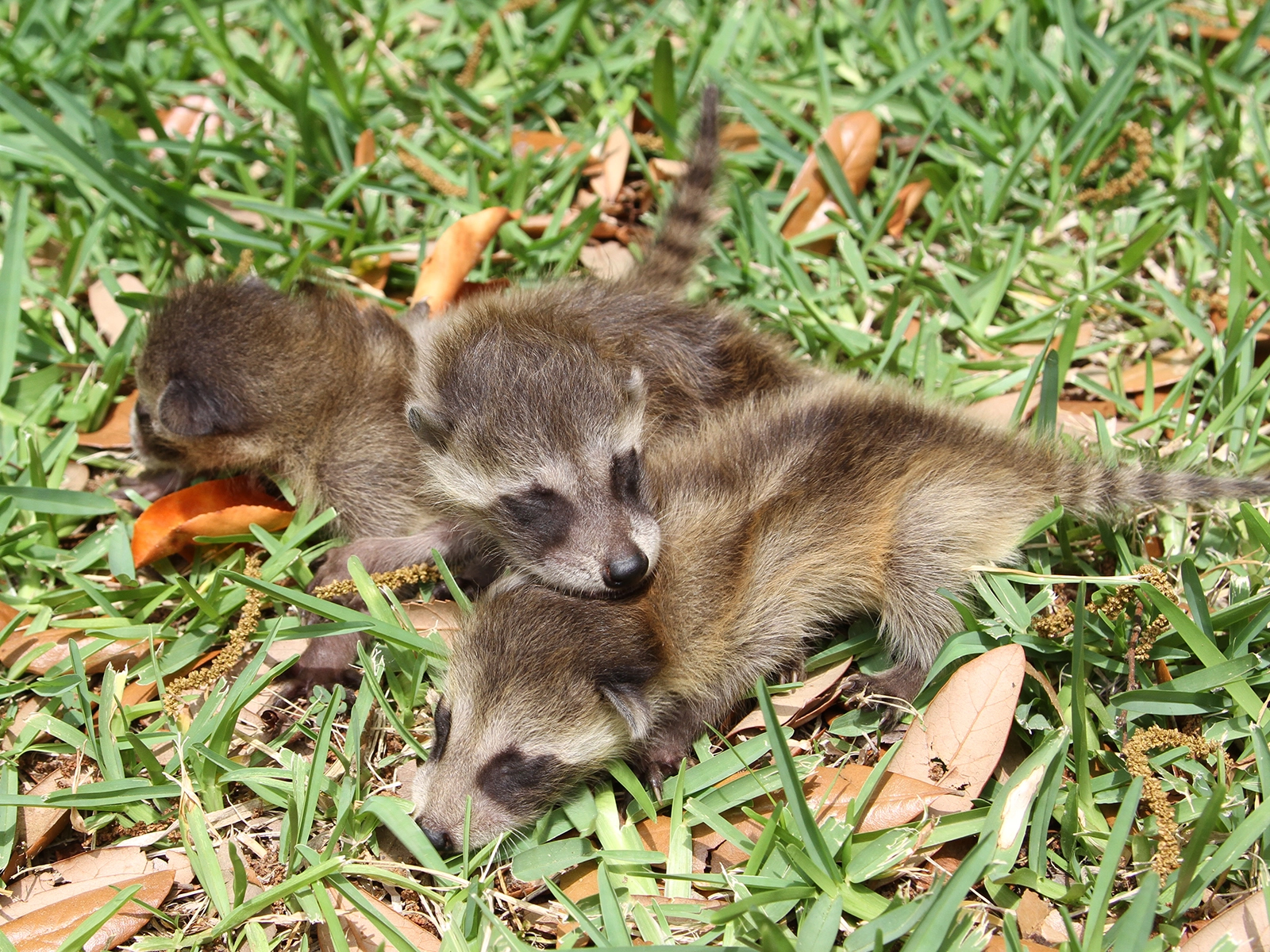 baby raccoons lying in grass