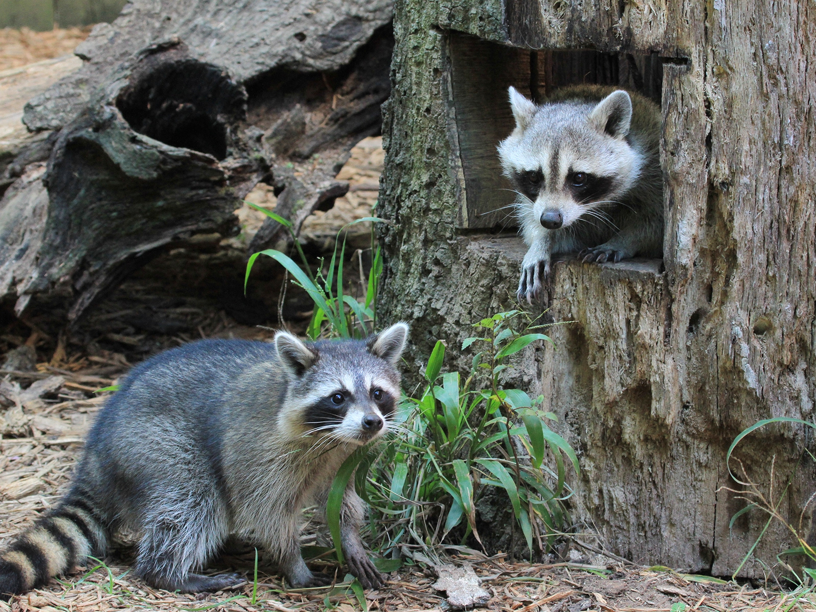 raccoons by hallow tree stump