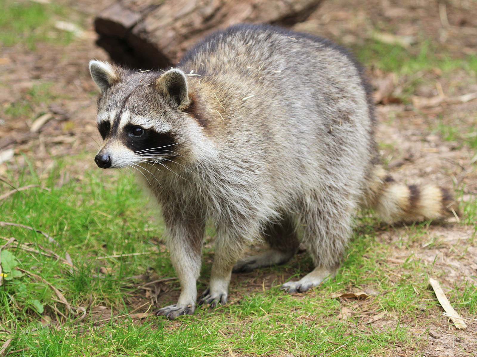 raccoon on ground