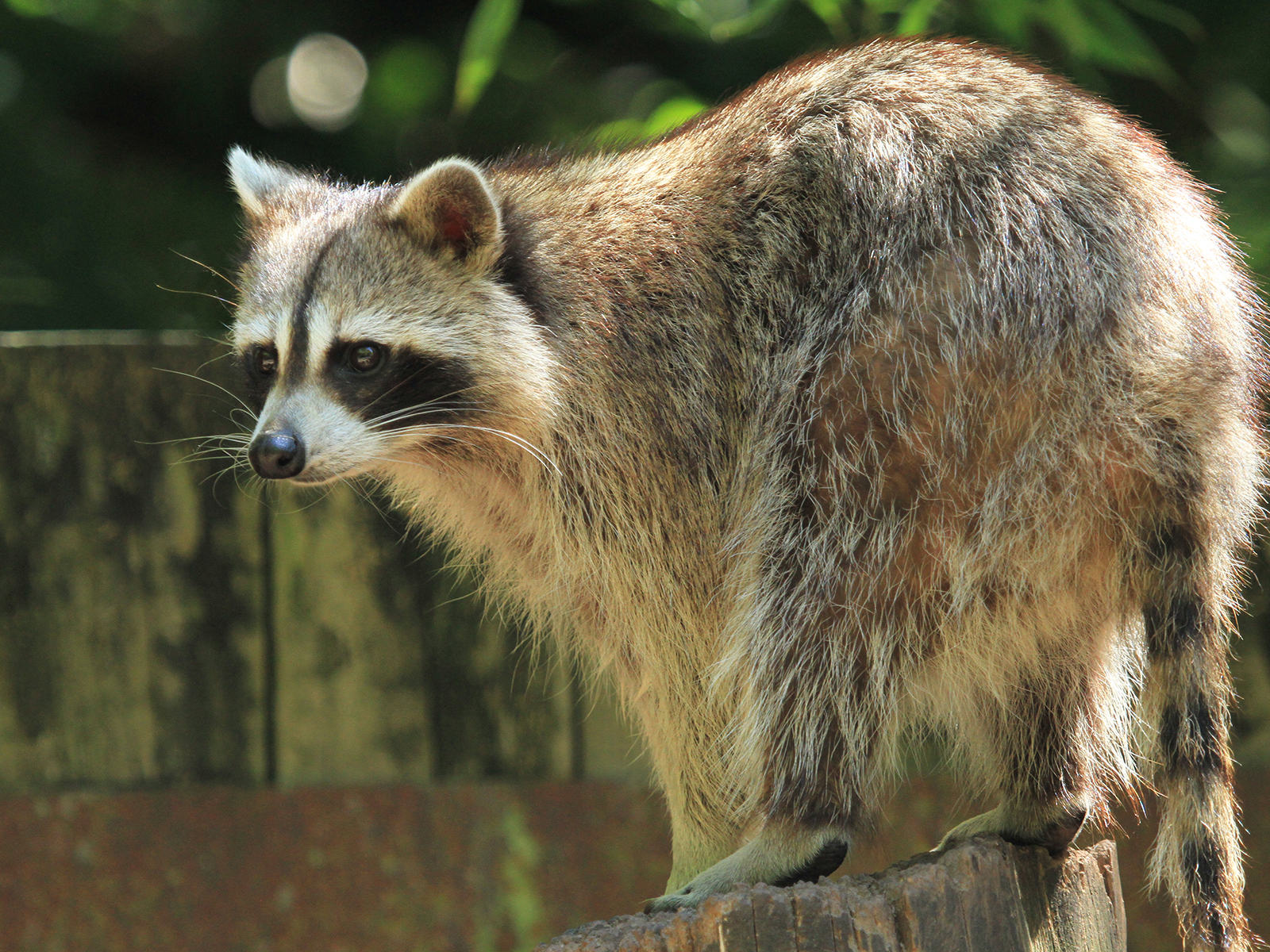 raccoon on tree stump