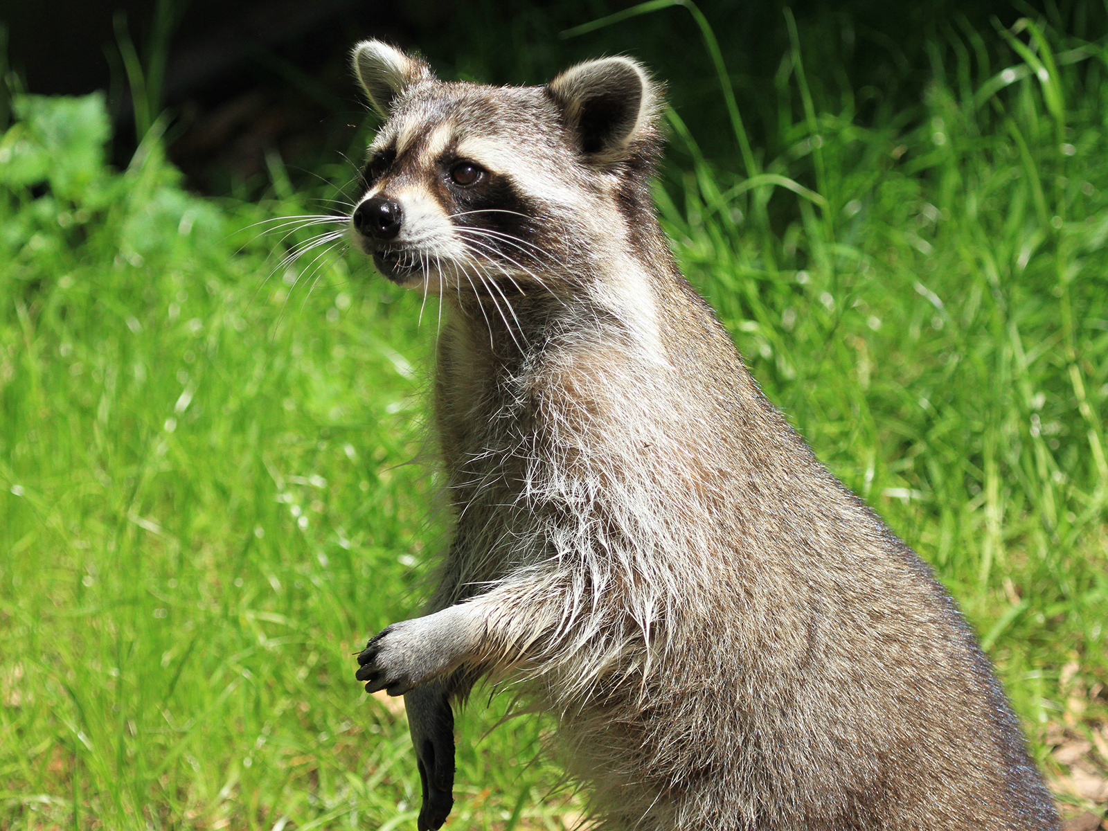 raccoon standing
