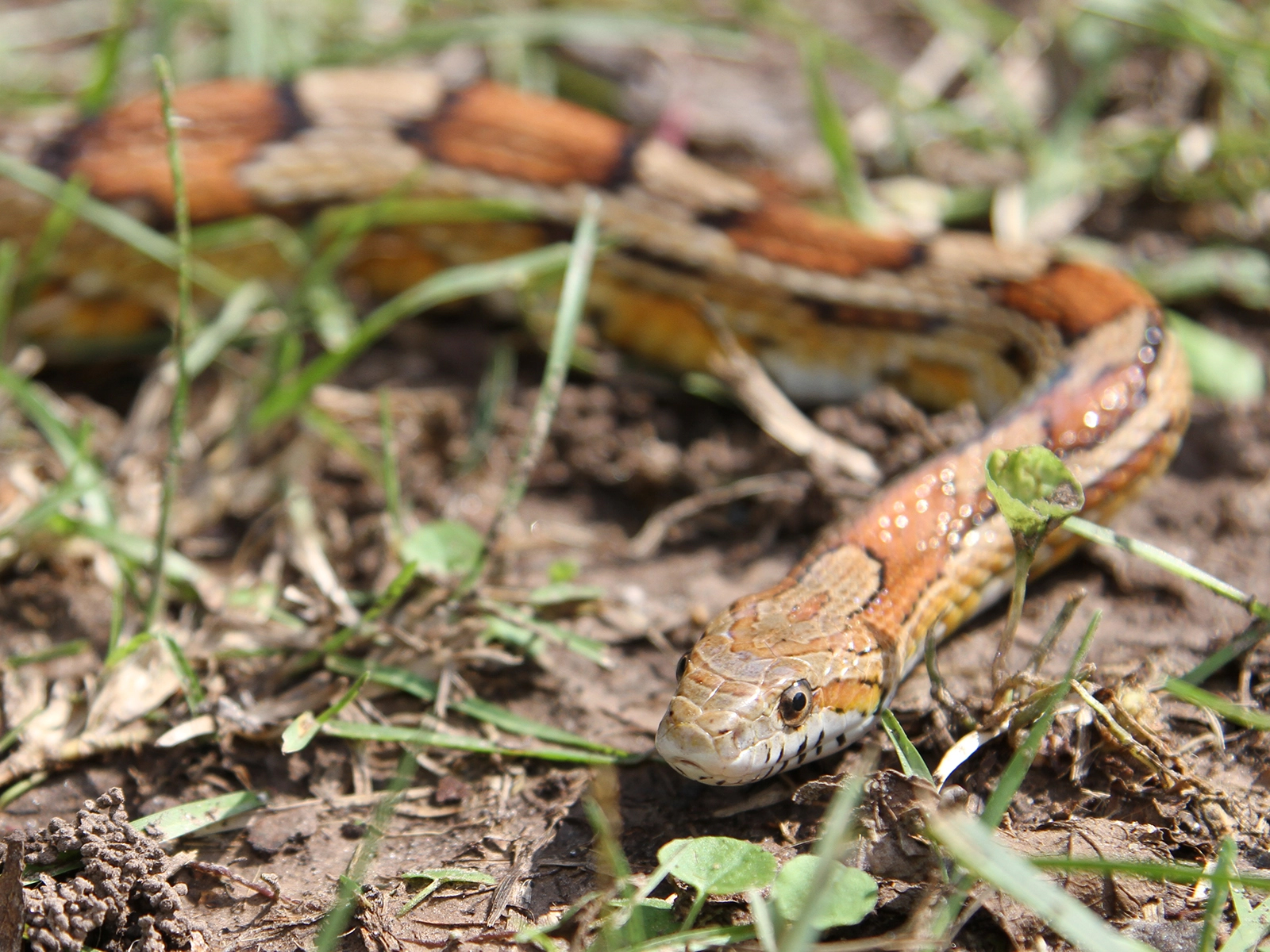 Red Cornsnake