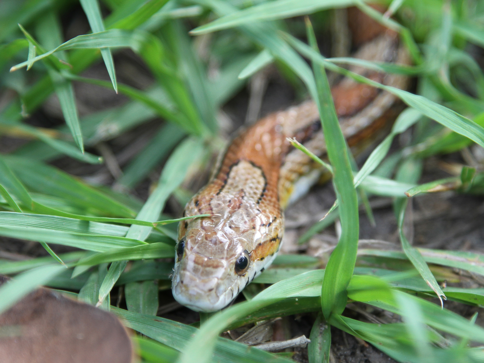 red corn snake