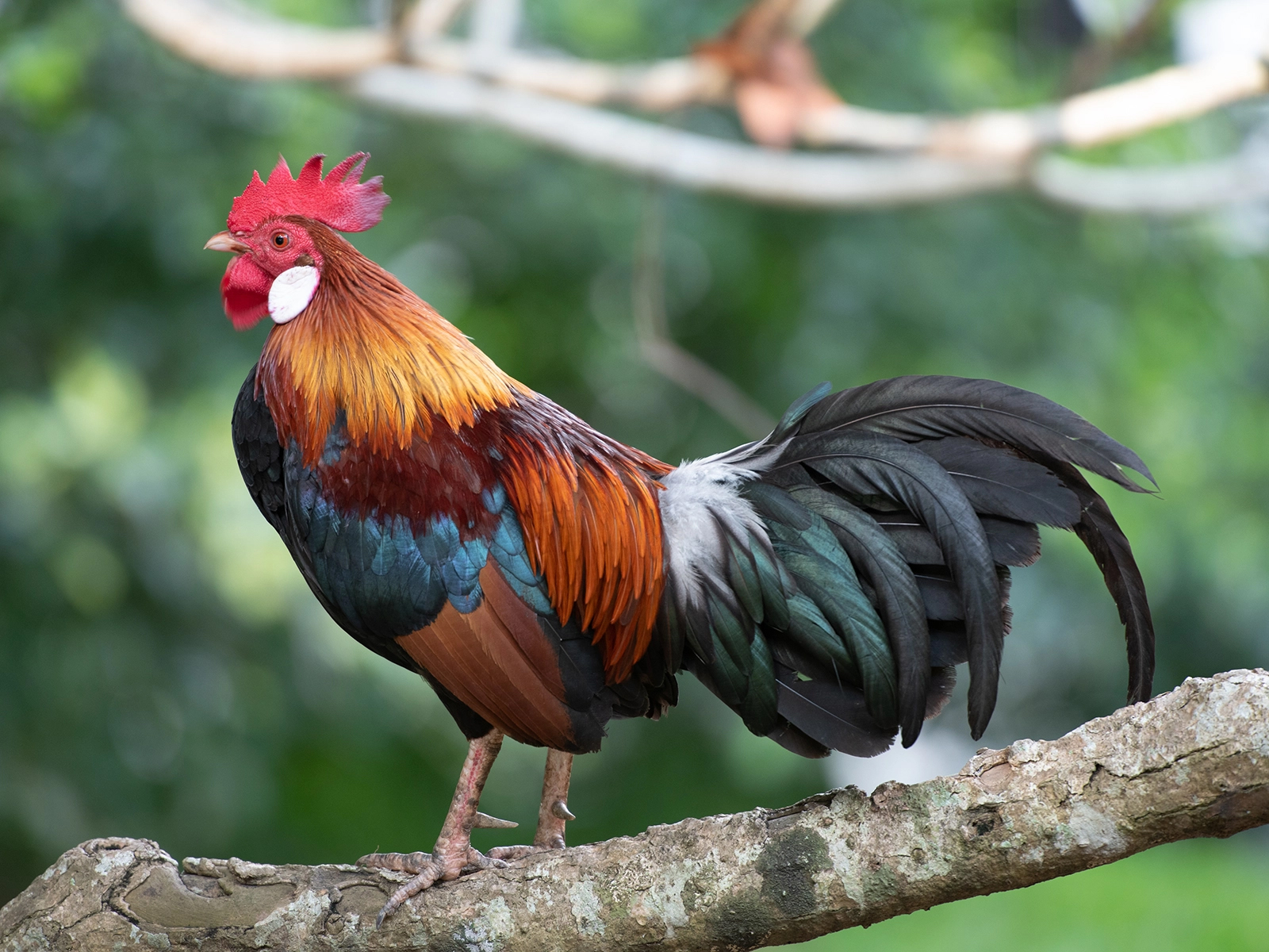 Red Junglefowl