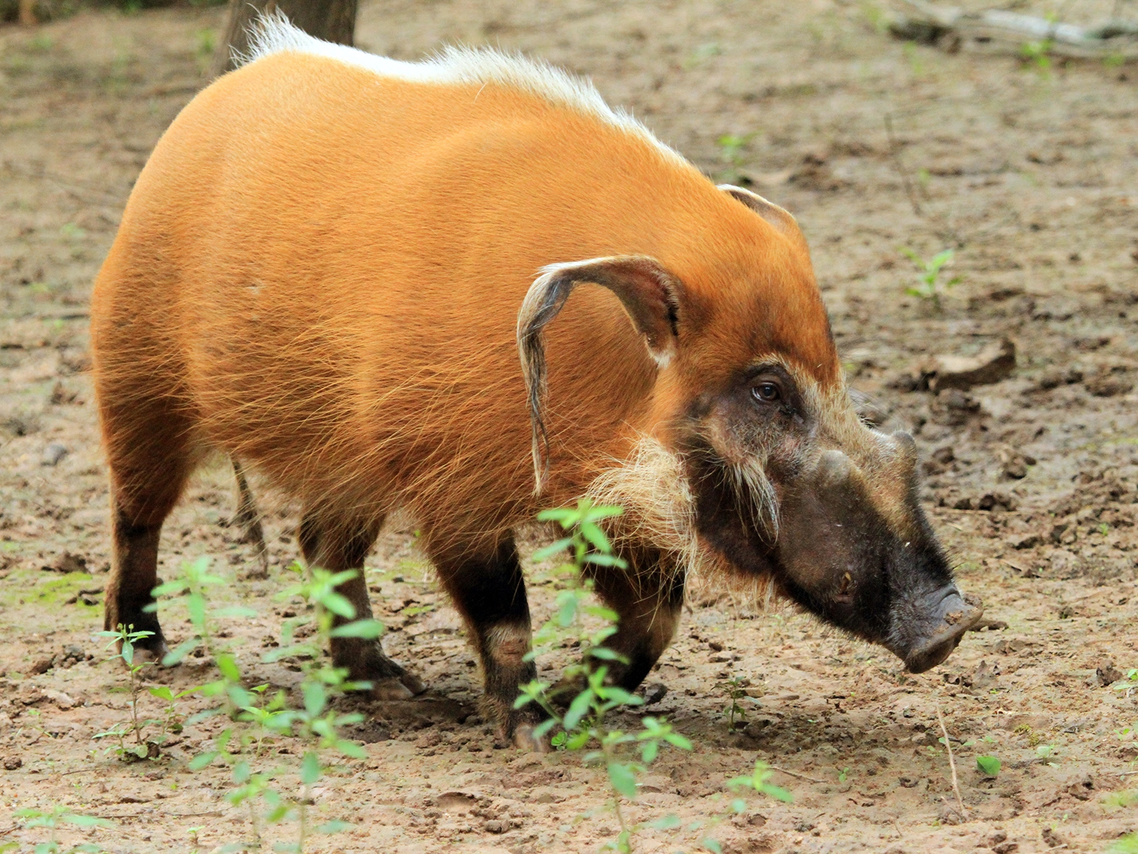 red river hog
